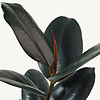 Ficus Elastica Abidjan
