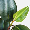 Hydroplant Ficus Elastica Robusta