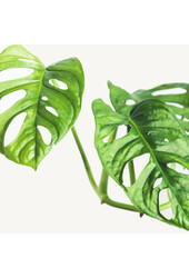 Philodendron Monkey Mask