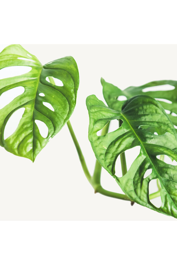 Philodendron Monkey Mask