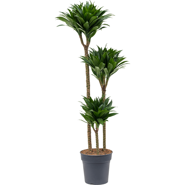 Dracaena fragrans 'Compacta'