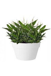 Lepelplant in Urban Loft Schaal - Copy