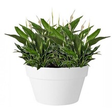 Elho Elho | Spathiphyllum - Copy