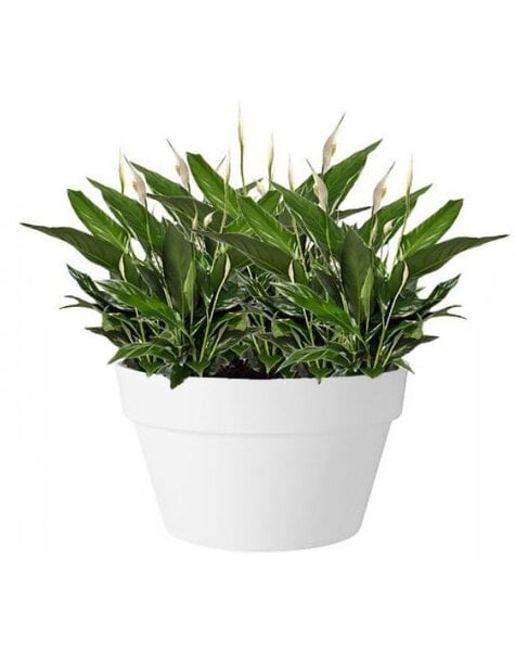 Elho Elho | Spathiphyllum - Copy