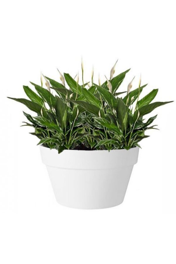 Lepelplant in Urban Loft Schaal - Copy