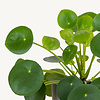 Pilea pannenkoekenplant