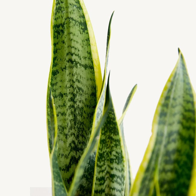 Hydroplant Sansevieria Trifasciata Laurentii