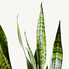 Hydroplant Sansevieria Zeylanica