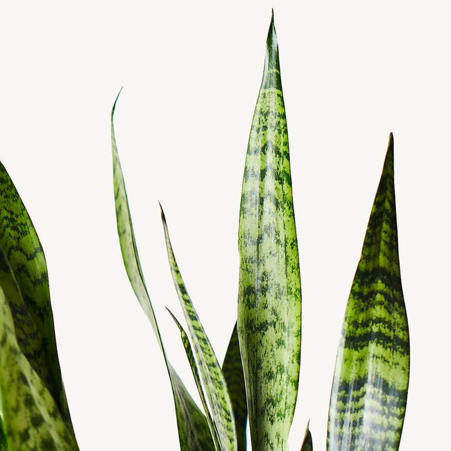 Hydroplant Sansevieria Zeylanica