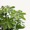 Hydroplant Schefflera Arboricola Gold Capella