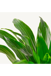 Dracaena fragrans Janet Craig