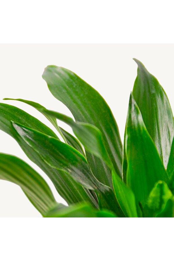Dracaena fragrans Janet Craig