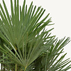 Trachycarpus waaierpalm Kingsize