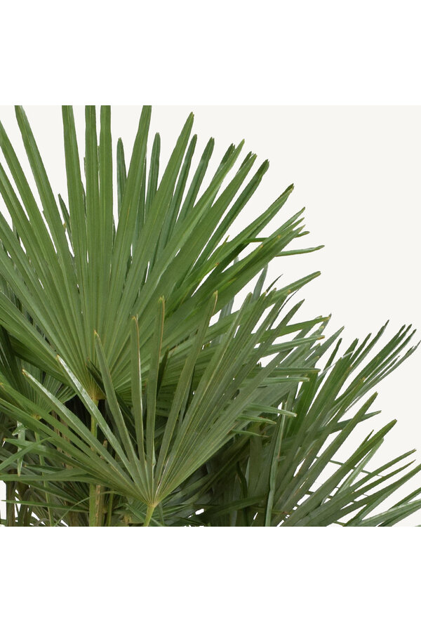 Trachycarpus waaierpalm M