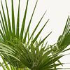 Washingtonia L