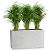 Areca in Capi Lux Terrazzo Pot lichtgrijs