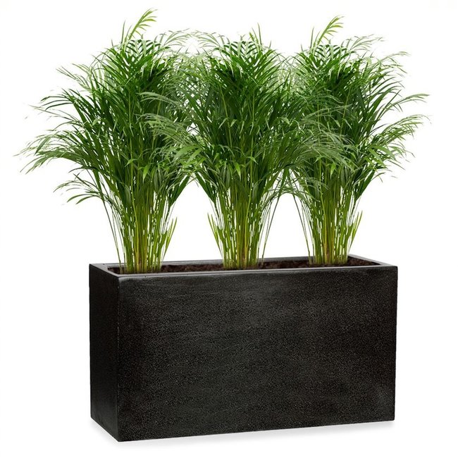 Areca in Capi Lux Terrazzo Pot lichtgrijs