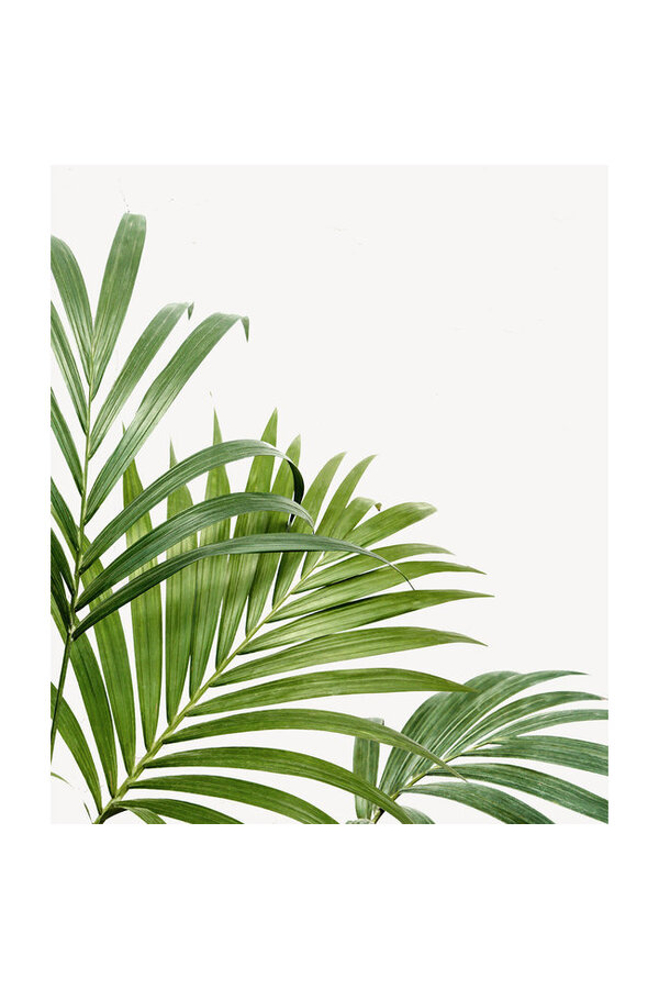 Plantenpakket Lyrata - Musa - Kentia