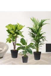 Plantenpakket Lyrata - Musa - Kentia