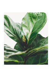 Plantenpakket Strelitzia - Kentia - Lyrata