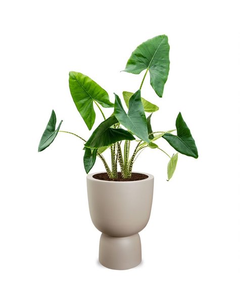 Alocasia| Elho