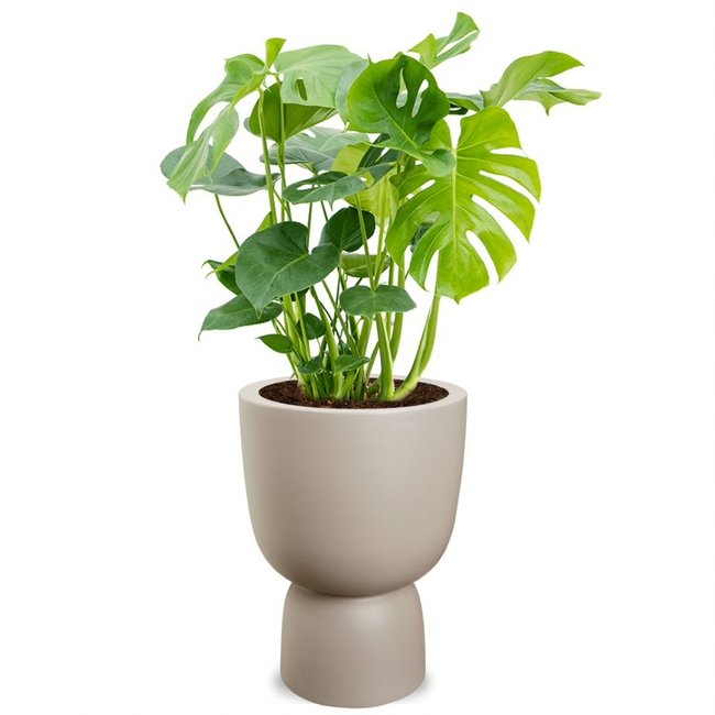 Monstera in Elho Pure® Coupe Balanced Beige