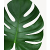 Monstera in Elho Pure® Coupe Balanced Beige