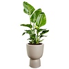 Strelitzia in Pure® Coupe Balanced Beige - Copy - Copy