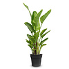 Strelitzia in Pure® Coupe Balanced Beige - Copy - Copy