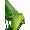 Strelitzia in Pure® Coupe Balanced Beige - Copy - Copy