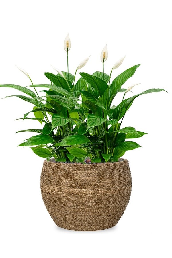 Spathiphyllum in Bohemian Abby Straw Grass