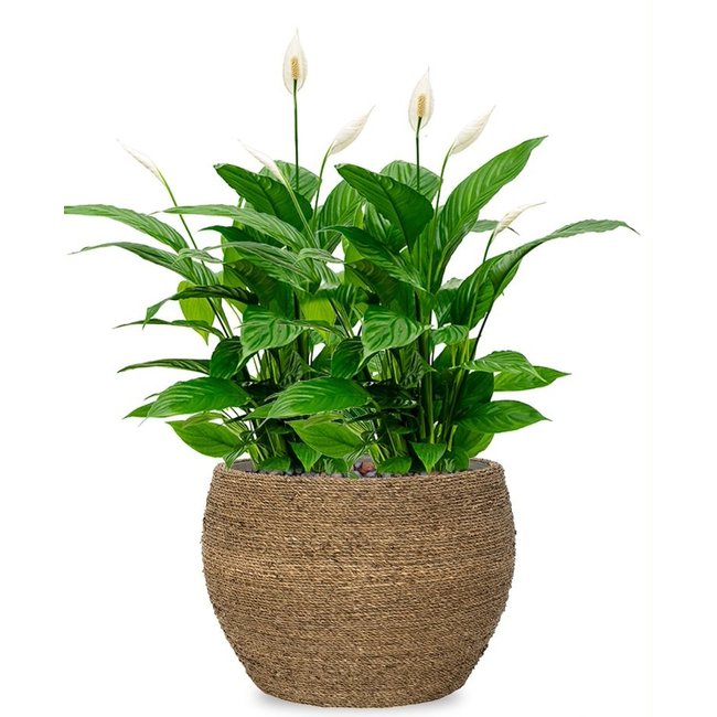 Spathiphyllum in Bohemian Abby Straw Grass