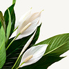 Spathiphyllum in Bohemian Abby Straw Grass