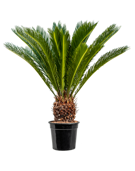 Cycas