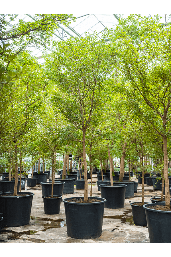 Bucida Buceras Shady Lady