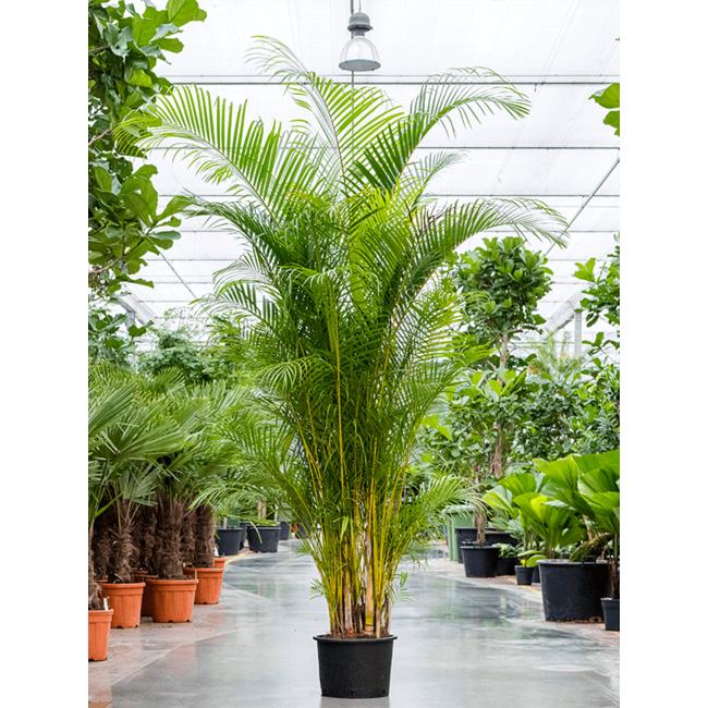 Goudpalm Areca