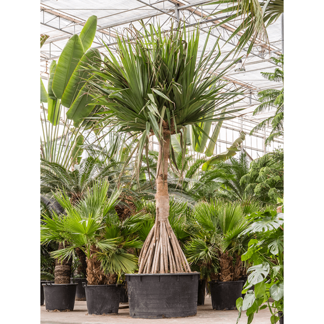 Pandanus Utilis Snelle levering Fleurdirect Fleurdirect