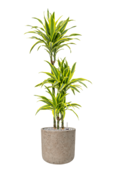 Rough Charlie L Grey Washed