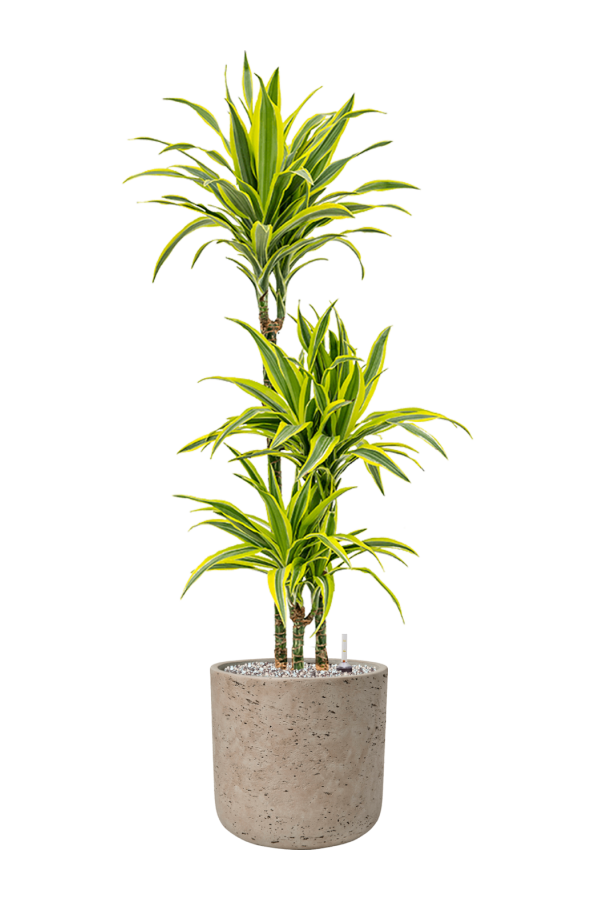 Rough Charlie L Grey Washed