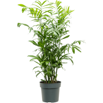 Chamaedorea Elegans vert en pot blanc émaillé botanic®. Le pot Ø 15 cm :  Plantes d'intérieur faciles à entretenir Botanic® maison - botanic®