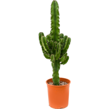 Euphorbia