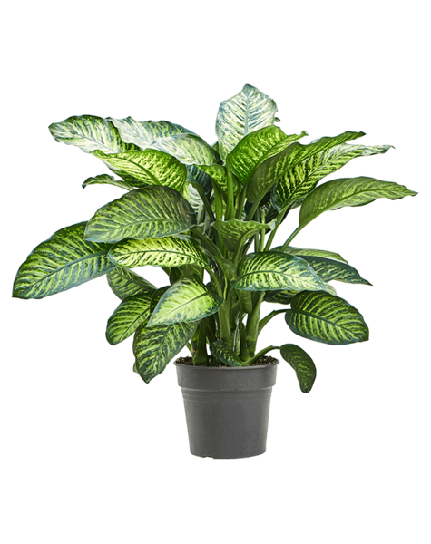 Dieffenbachia