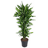 Dracaena Cinthho vertakt XL