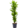 Dracaena Cintho vertakt XXL