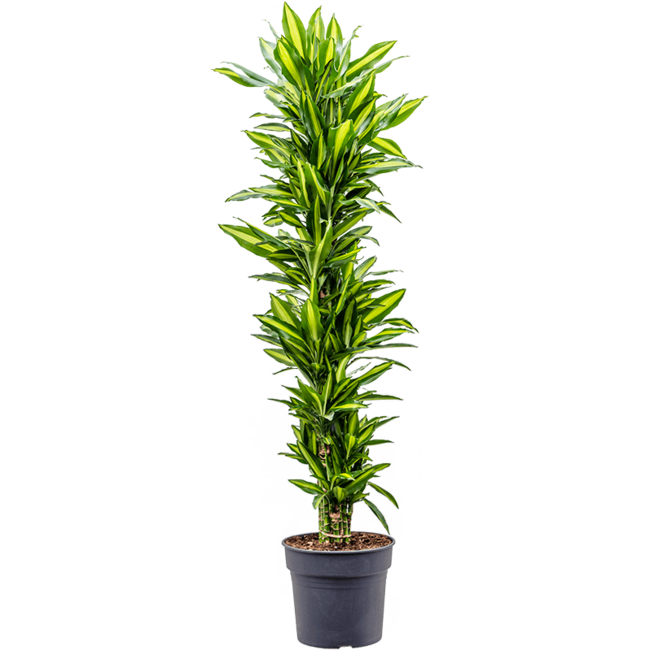 Dracaena Cintho vertakt XXL