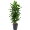 Dracaena Janet Lind XL