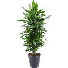 Dracaena Janet Lind XL