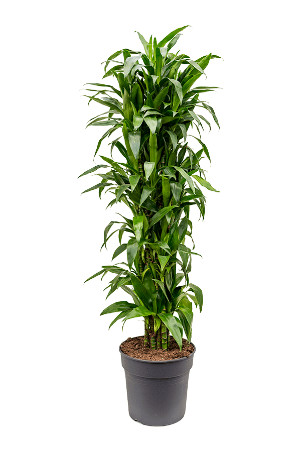 Dracaena Janet Lind XXXL