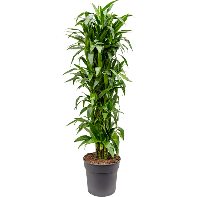 Dracaena Janet Lind XXXL