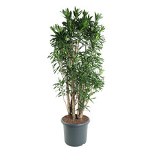 Dracaena